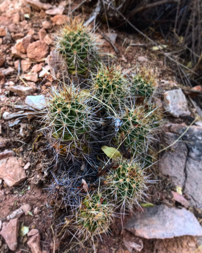 Cactus aux États-Unis - CANON EOS 1300D