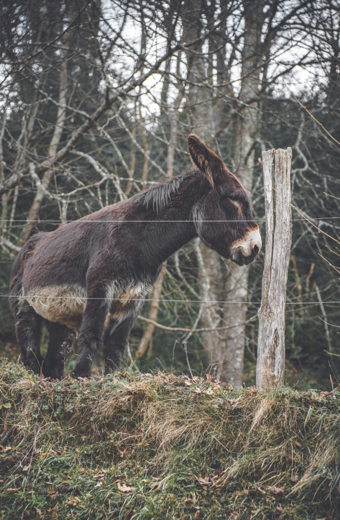 Âne dans les Pyrénées - SONY A7 IV