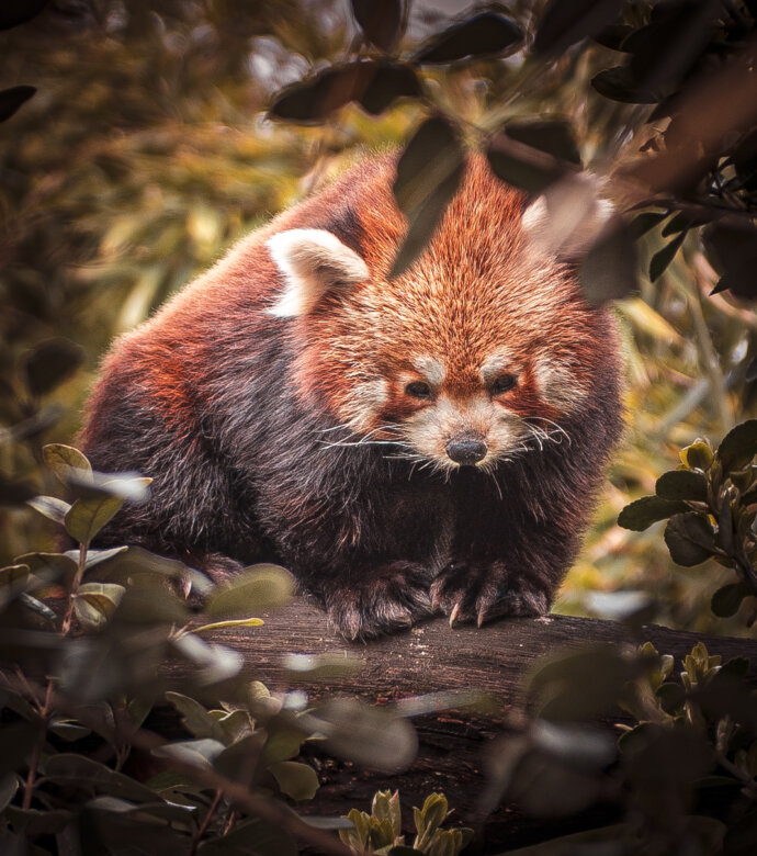 Panda roux - SONY A7 IV