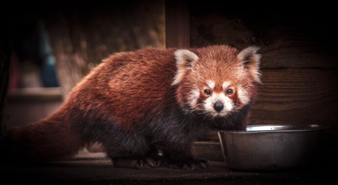 Panda roux - SONY A7 IV