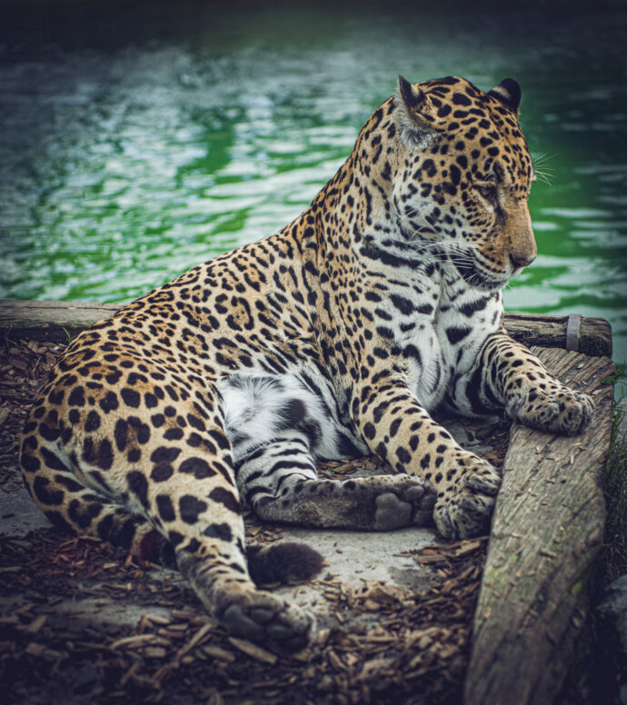 Léopard - SONY A7 IV