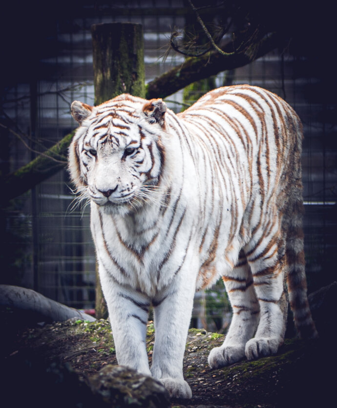 Tigre blanc - SONY A7 IV