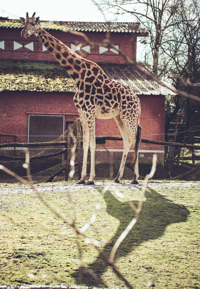 Girafe - SONY A7 IV
