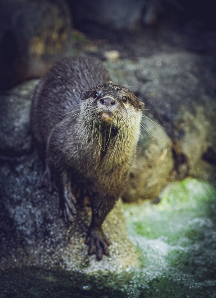 Loutre - SONY A7 IV