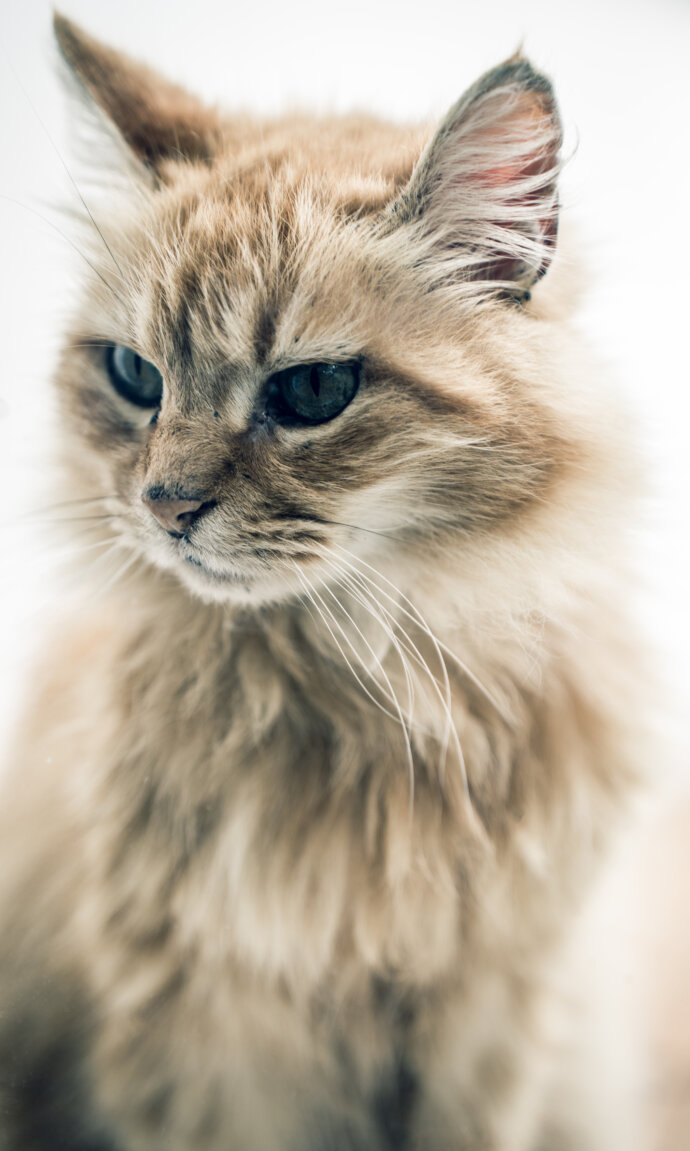 Chat - SONY A7 IV