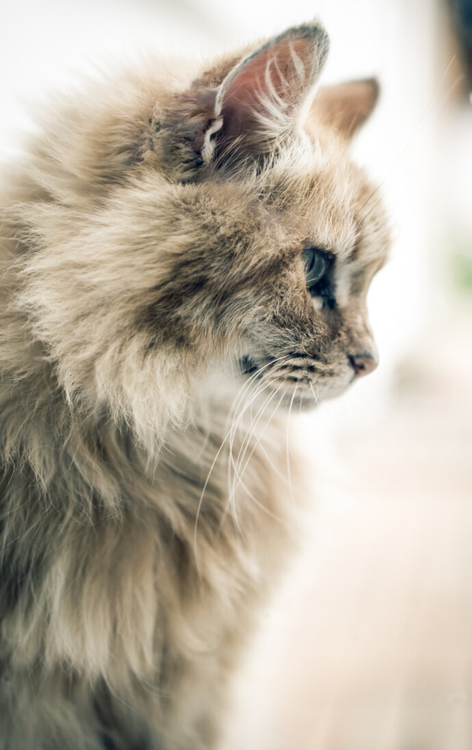 Chat - SONY A7 IV