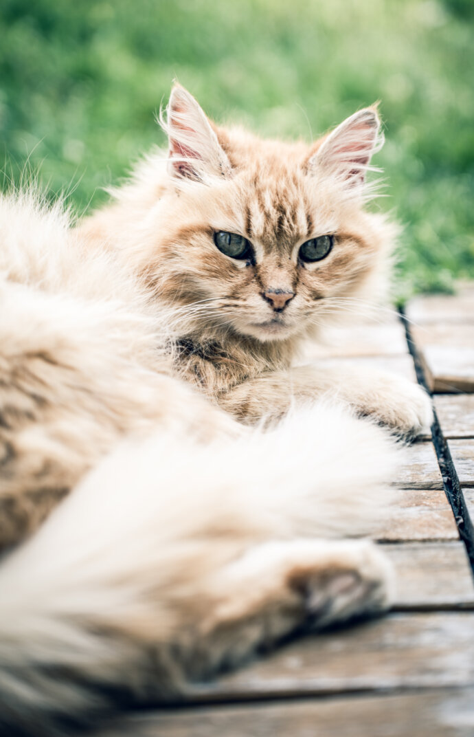 Chat - SONY A7 IV