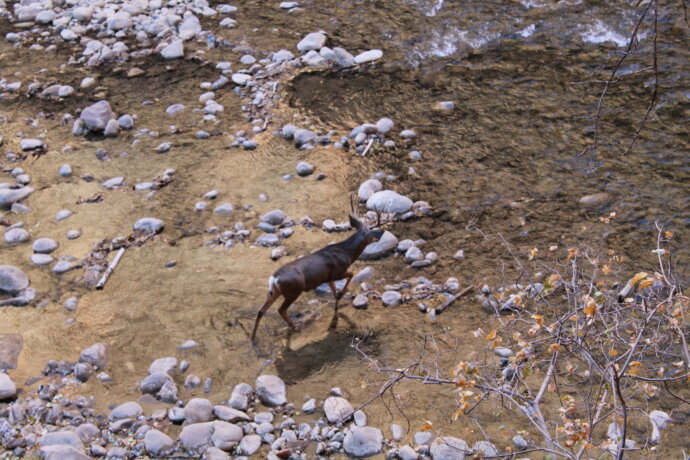 Cerf traversant une rivière aux États-Unis - CANON EOS 1300D