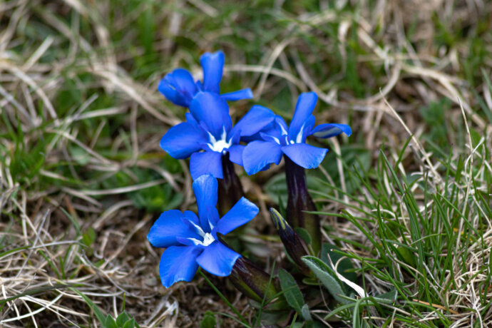 Fleurs bleues dans les Pyrénées - CANON EOS 1300D