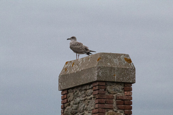 Goéland juvénile sur une cheminée en Bretagne - CANON EOS 1300D