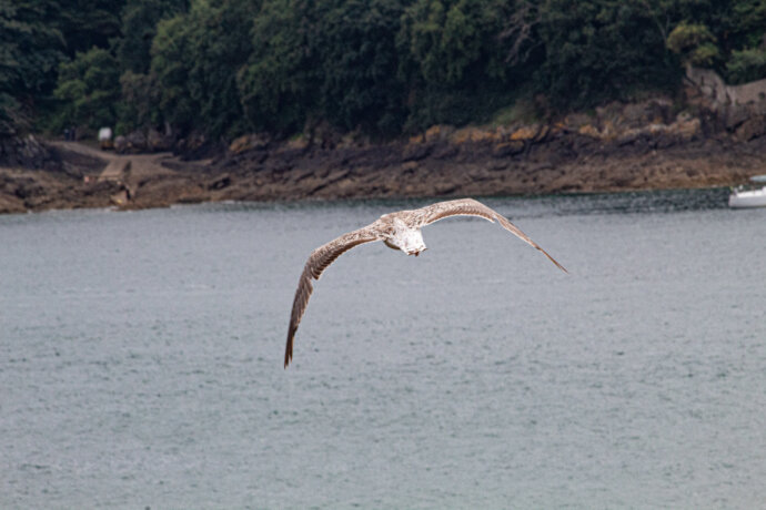 Goéland juvénile en Bretagne - CANON EOS 1300D