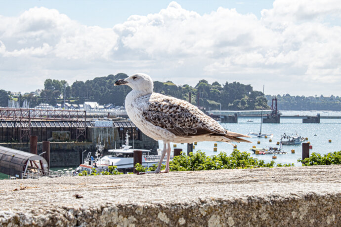 Goéland juvénile en Bretagne - CANON EOS 1300D