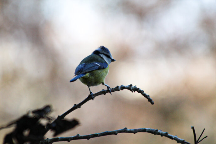 Mésange sur sa branche - CANON EOS 1300D