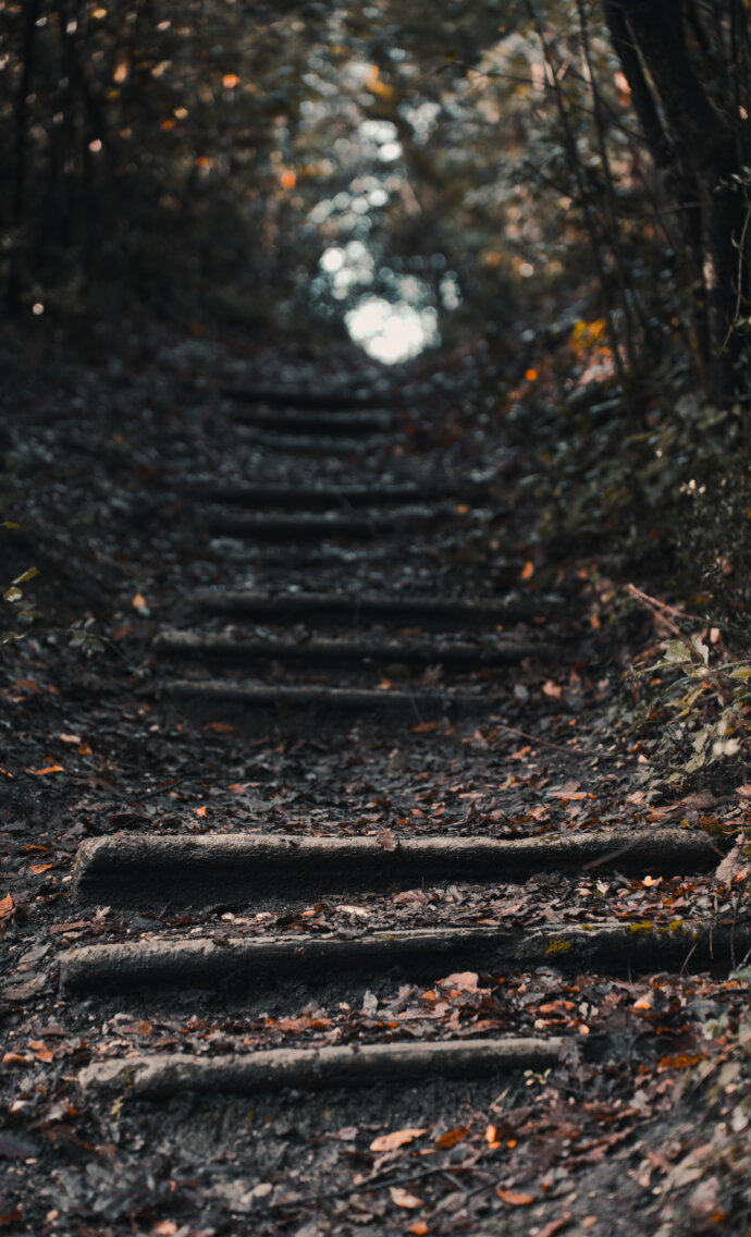 Escalier en forêt - SONY A7 IV
