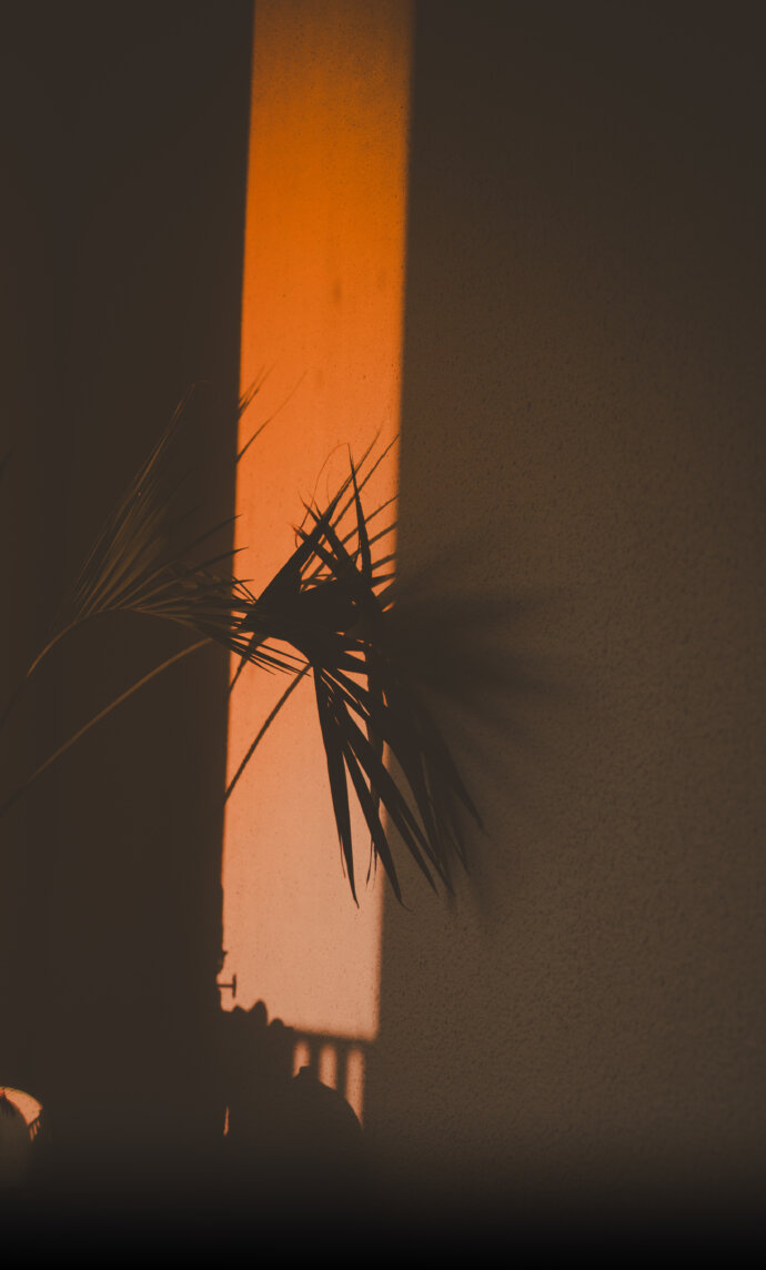 Déco plante d'intérieur - SONY A7 IV