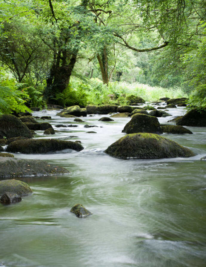 Rivière en Bretagne - SONY A7 IV